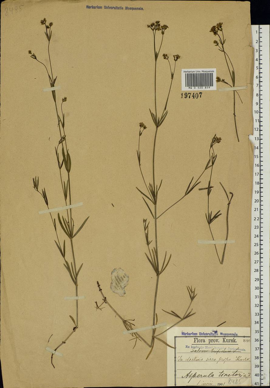 Asperula tinctoria L., Eastern Europe, Central forest-and-steppe region (E6) (Russia)