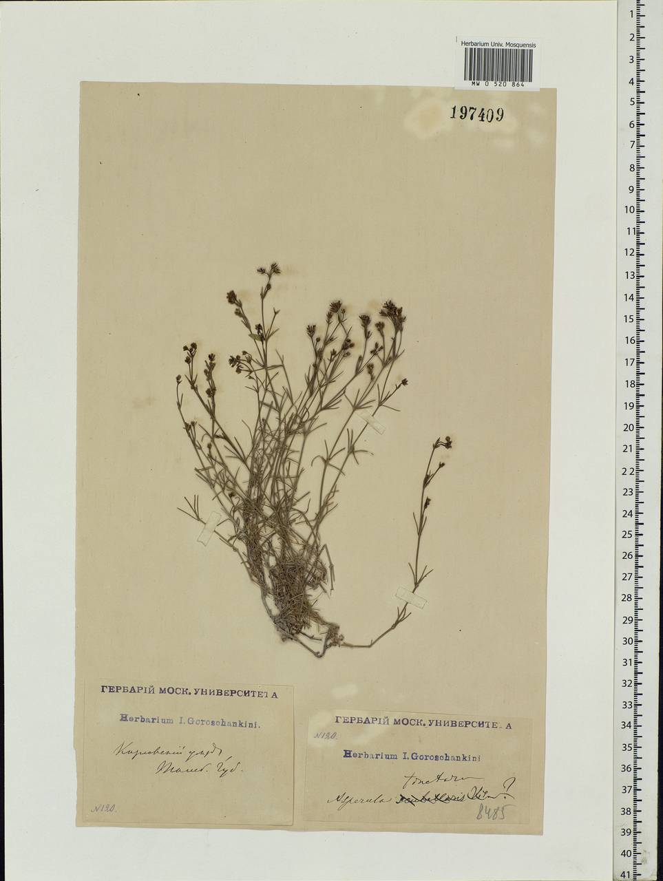 Asperula tinctoria L., Eastern Europe, Central forest-and-steppe region (E6) (Russia)