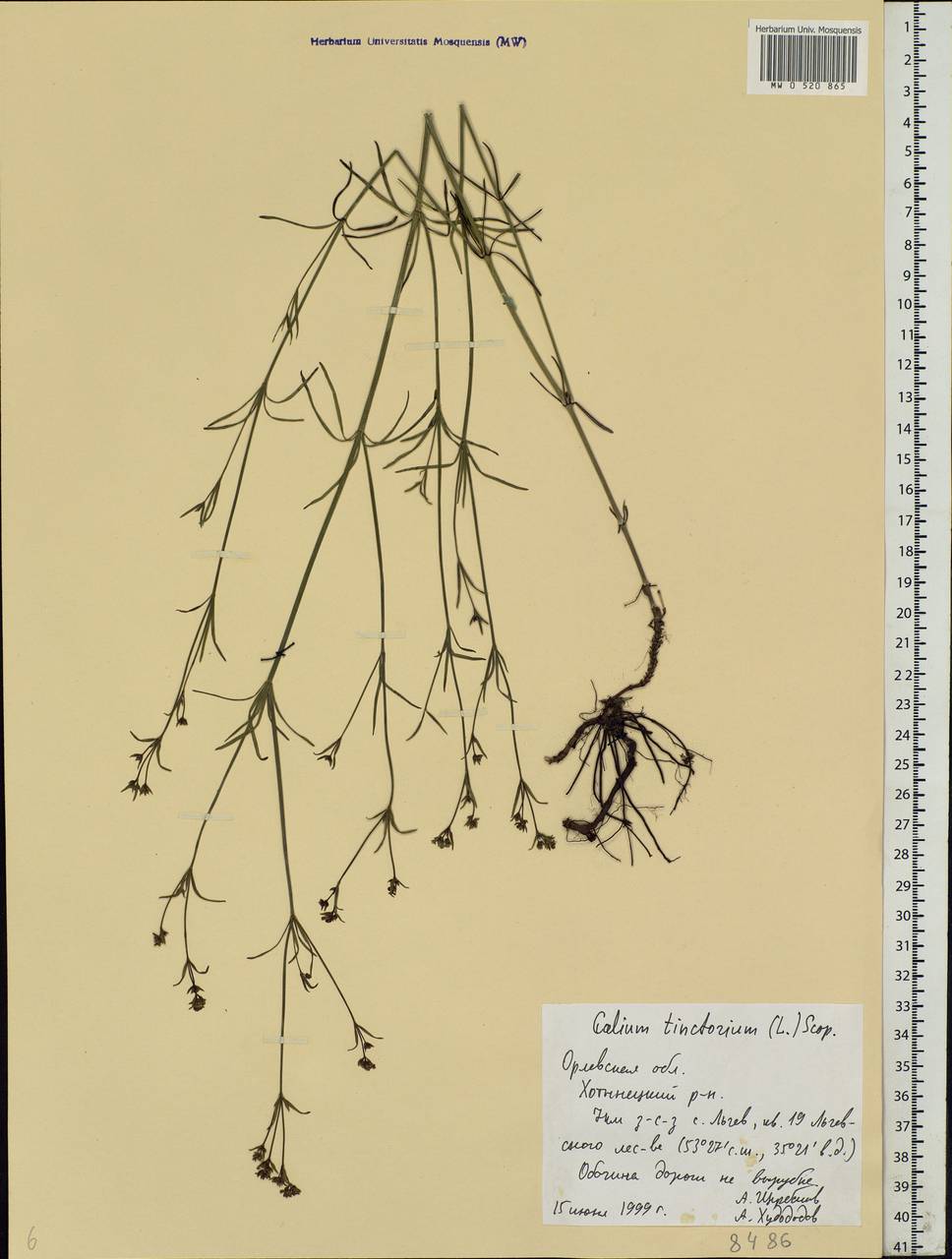 Cynanchica tinctoria (L.) Fourr., Eastern Europe, Central forest-and-steppe region (E6) (Russia)