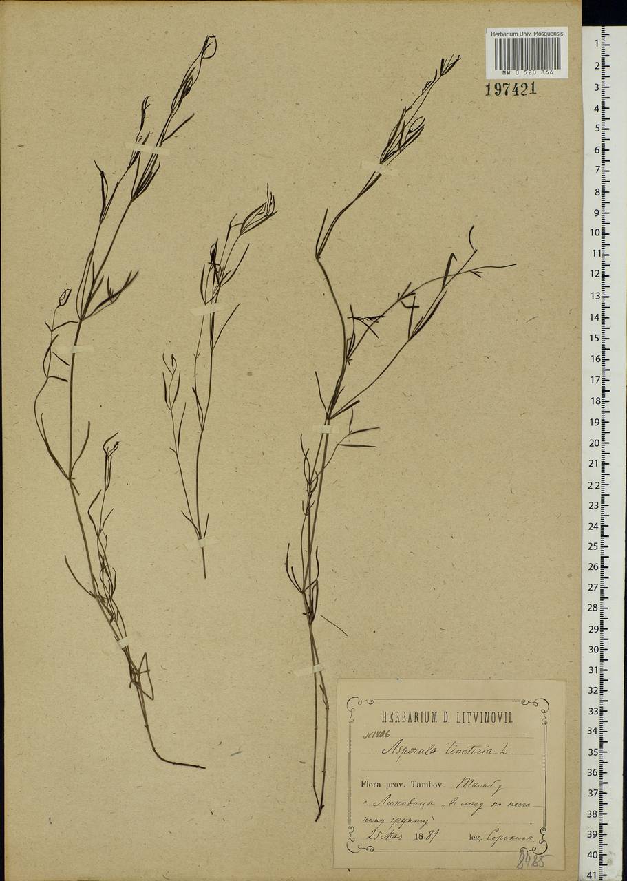 Asperula tinctoria L., Eastern Europe, Central forest-and-steppe region (E6) (Russia)