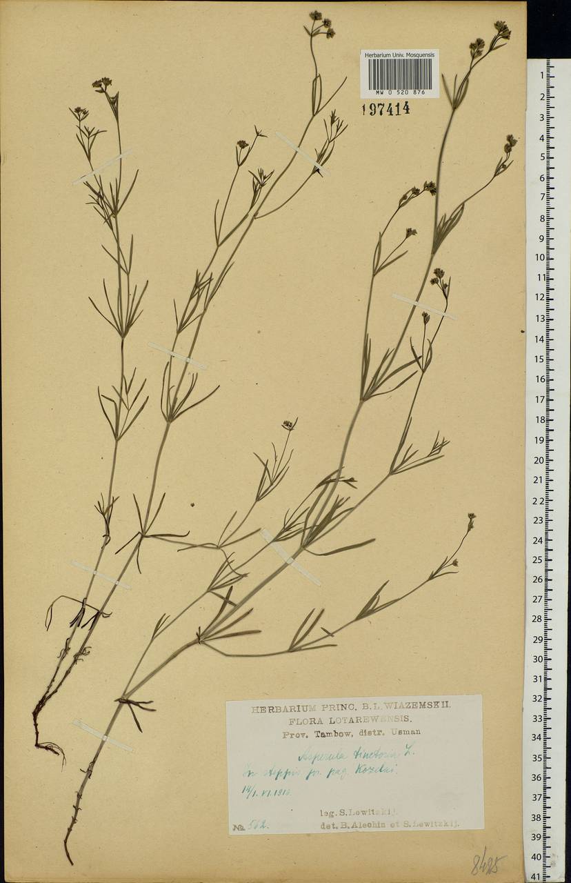 Asperula tinctoria L., Eastern Europe, Central forest-and-steppe region (E6) (Russia)