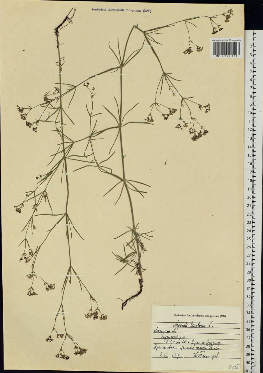 Asperula tinctoria L., Eastern Europe, Central forest-and-steppe region (E6) (Russia)