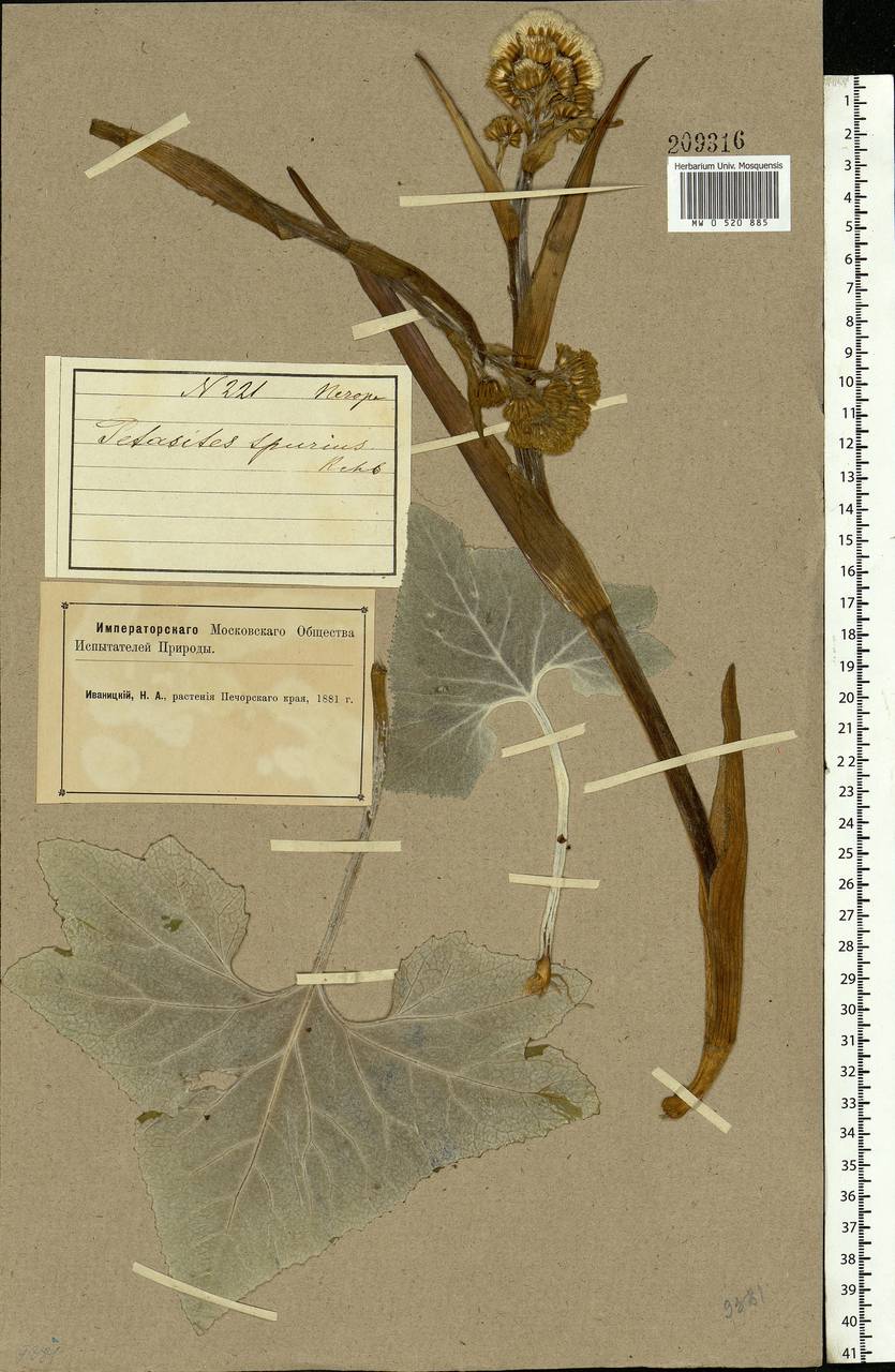 Petasites spurius (Retz.) Rchb., Eastern Europe, Northern region (E1) (Russia)