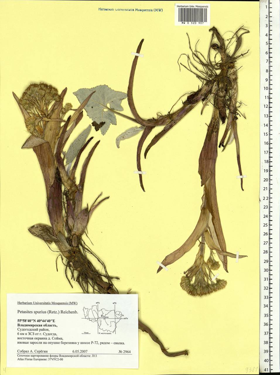 Petasites spurius (Retz.) Rchb., Eastern Europe, Central region (E4) (Russia)