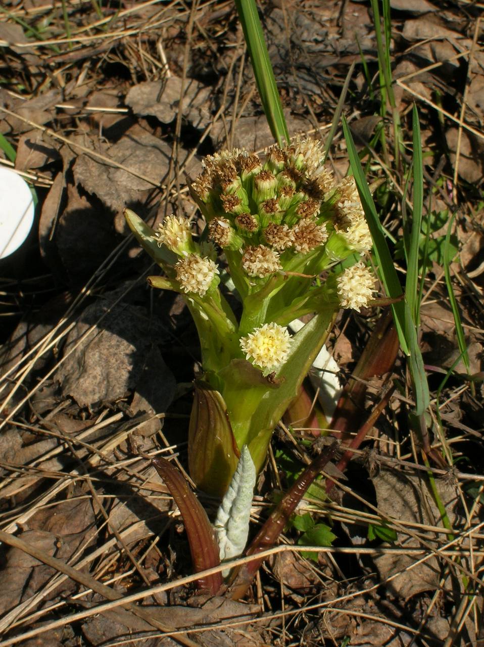 Petasites spurius (Retz.) Rchb., Eastern Europe, Central region (E4) (Russia)