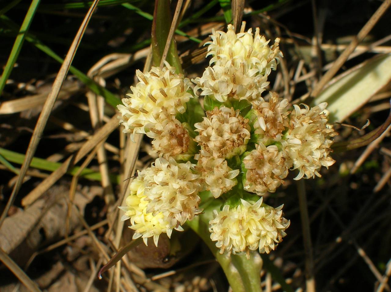 Petasites spurius (Retz.) Rchb., Eastern Europe, Central region (E4) (Russia)