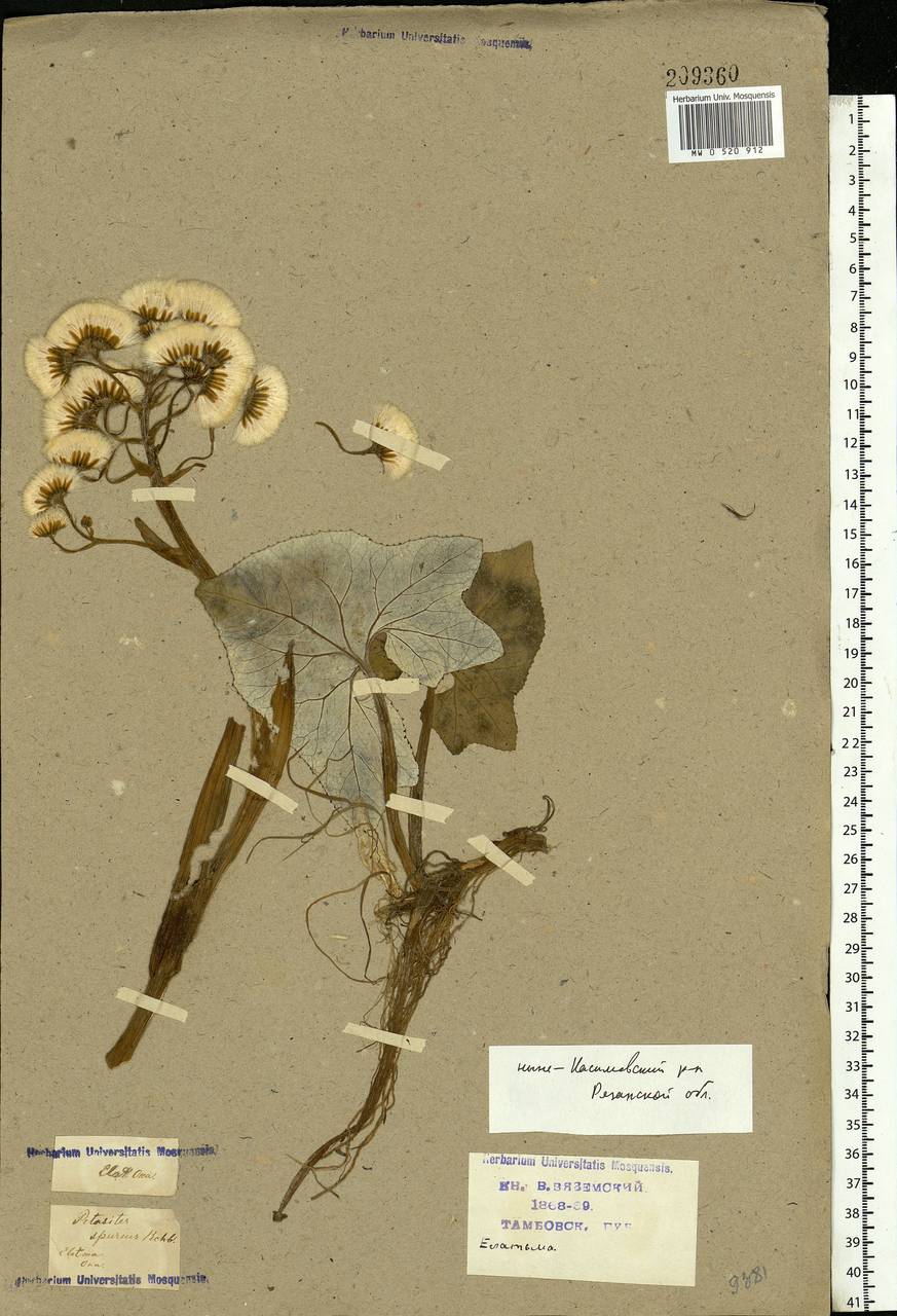 Petasites spurius (Retz.) Rchb., Eastern Europe, Central region (E4) (Russia)