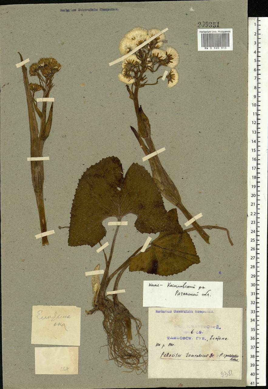 Petasites spurius (Retz.) Rchb., Eastern Europe, Central region (E4) (Russia)