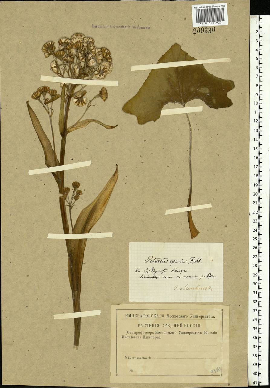 Petasites spurius (Retz.) Rchb., Eastern Europe, Central region (E4) (Russia)