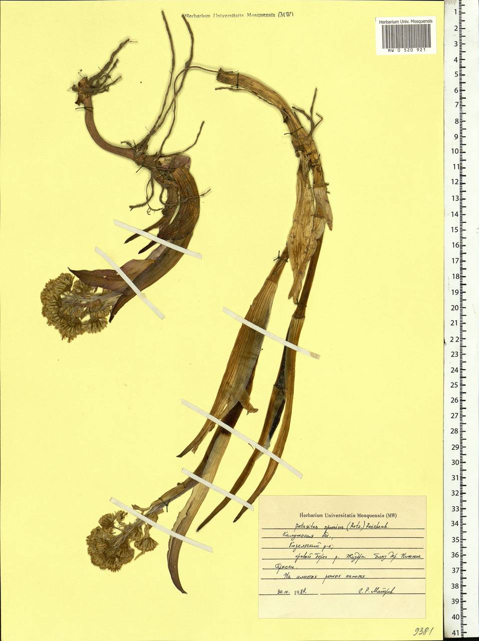 Petasites spurius (Retz.) Rchb., Eastern Europe, Central region (E4) (Russia)