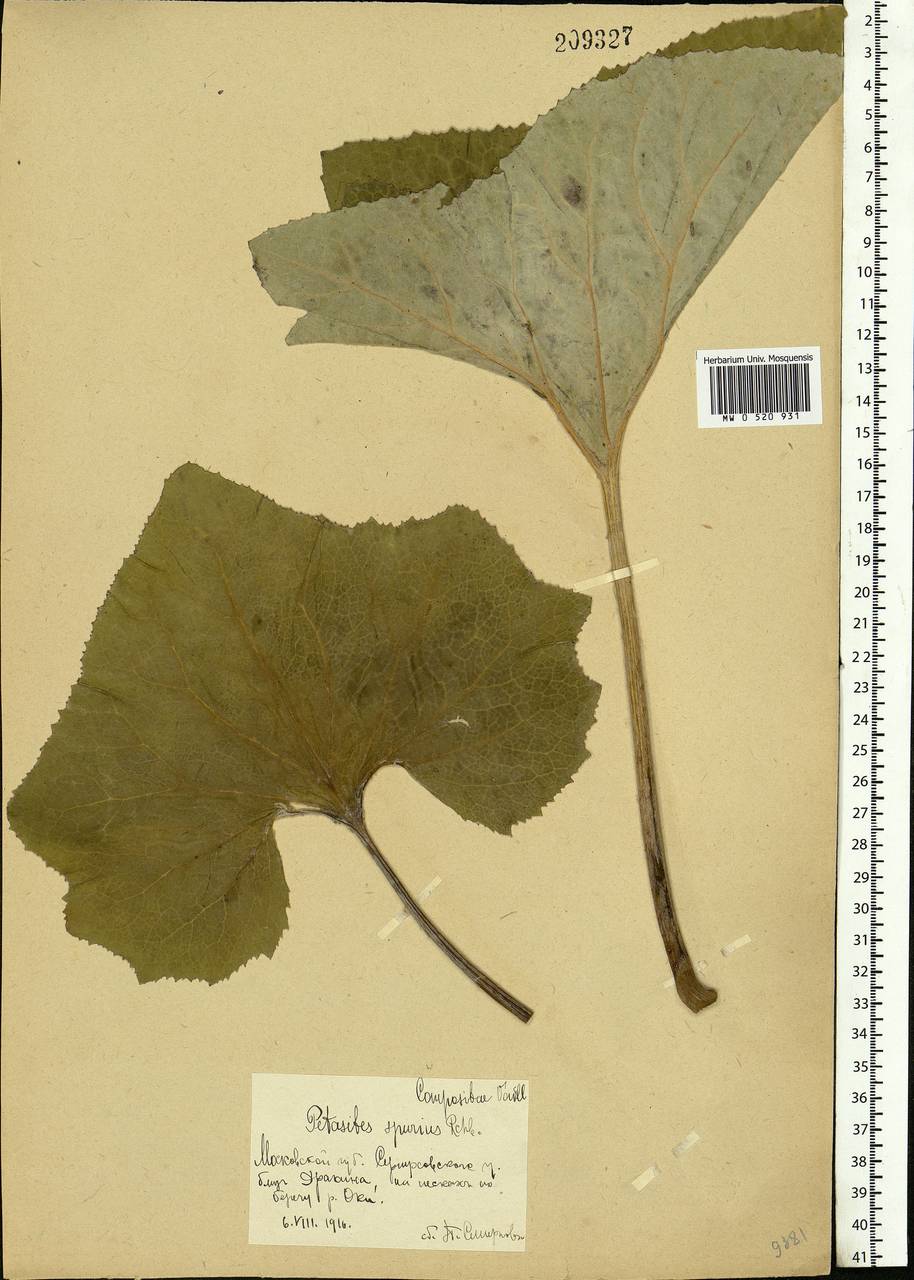Petasites spurius (Retz.) Rchb., Eastern Europe, Moscow region (E4a) (Russia)