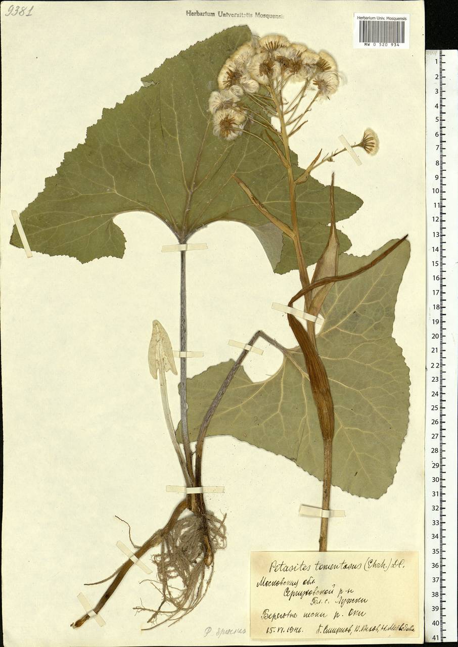 Petasites spurius (Retz.) Rchb., Eastern Europe, Moscow region (E4a) (Russia)