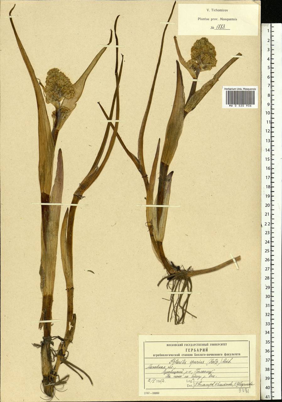 Petasites spurius (Retz.) Rchb., Eastern Europe, Moscow region (E4a) (Russia)