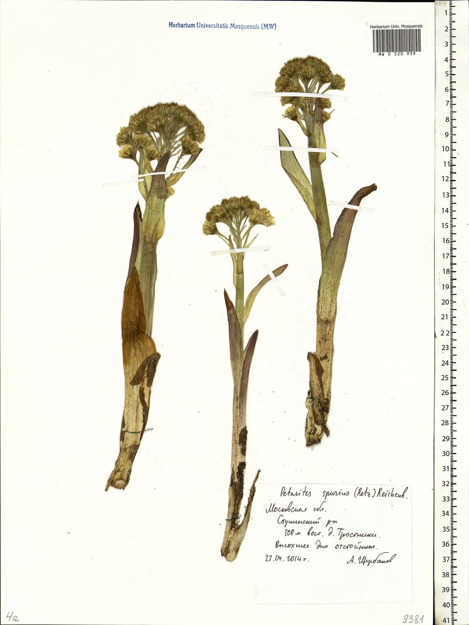 Petasites spurius (Retz.) Rchb., Eastern Europe, Moscow region (E4a) (Russia)