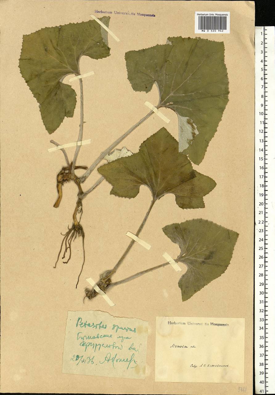 Petasites spurius (Retz.) Rchb., Eastern Europe, Moscow region (E4a) (Russia)