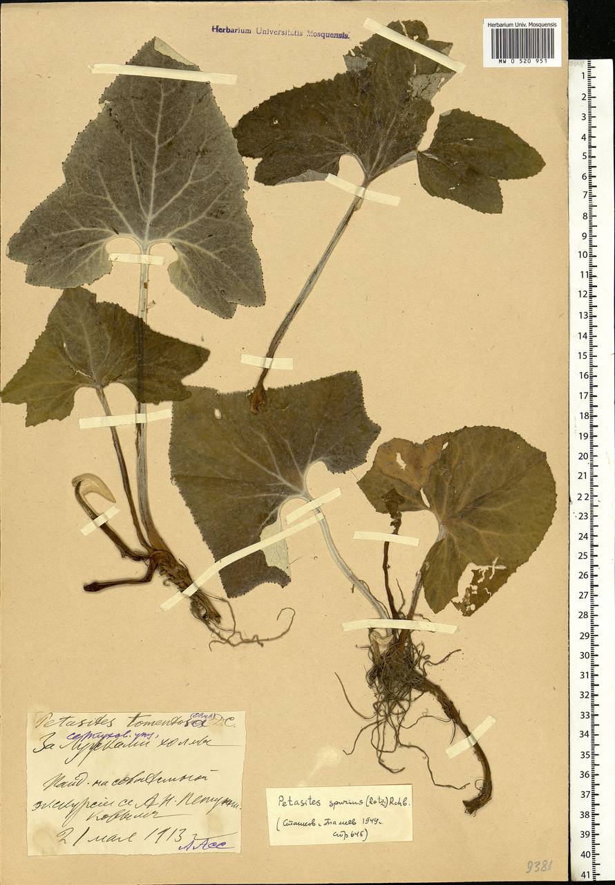 Petasites spurius (Retz.) Rchb., Eastern Europe, Moscow region (E4a) (Russia)