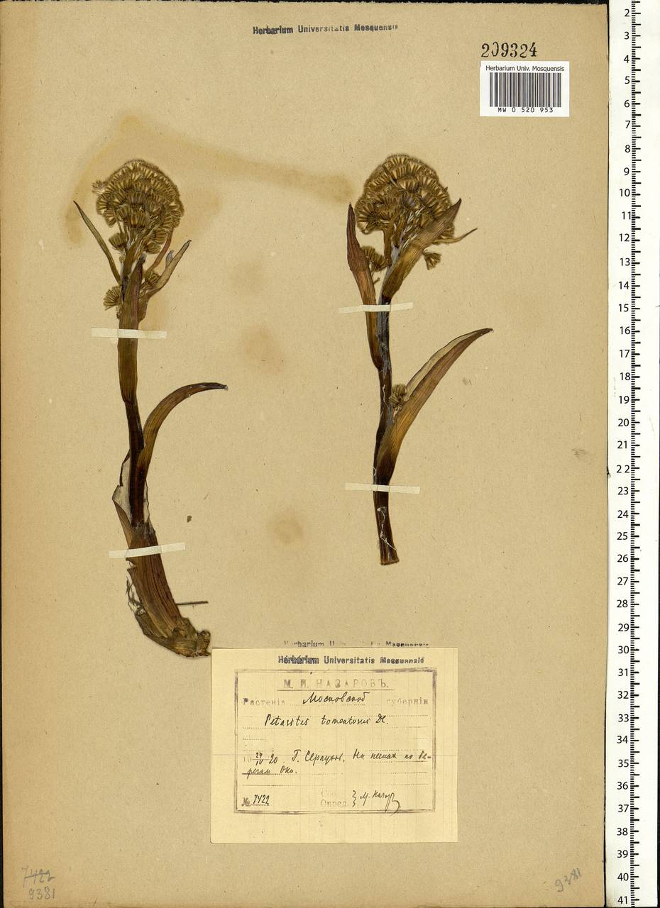 Petasites spurius (Retz.) Rchb., Eastern Europe, Moscow region (E4a) (Russia)