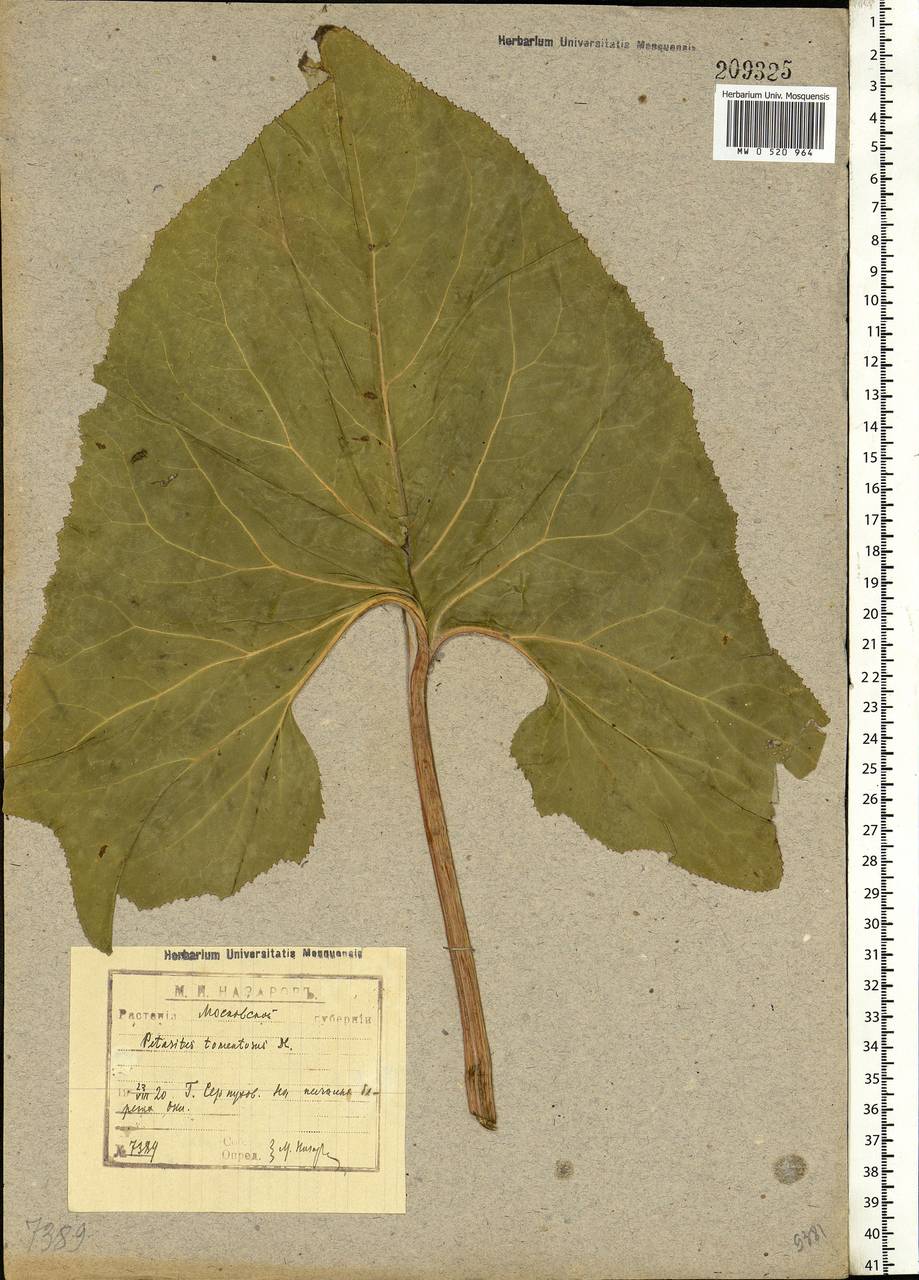 Petasites spurius (Retz.) Rchb., Eastern Europe, Moscow region (E4a) (Russia)