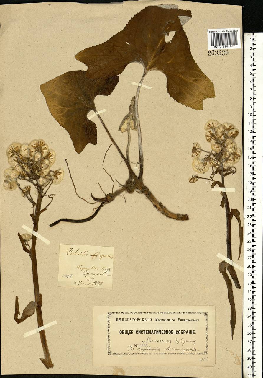 Petasites spurius (Retz.) Rchb., Eastern Europe, Moscow region (E4a) (Russia)