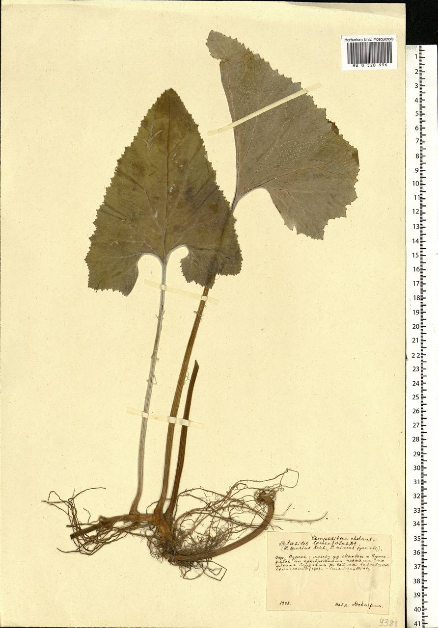 Petasites spurius (Retz.) Rchb., Eastern Europe, Central forest-and-steppe region (E6) (Russia)