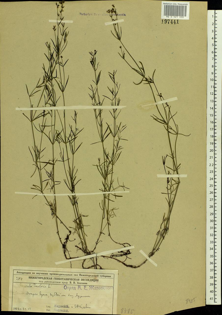 Asperula tinctoria L., Eastern Europe, Volga-Kama region (E7) (Russia)