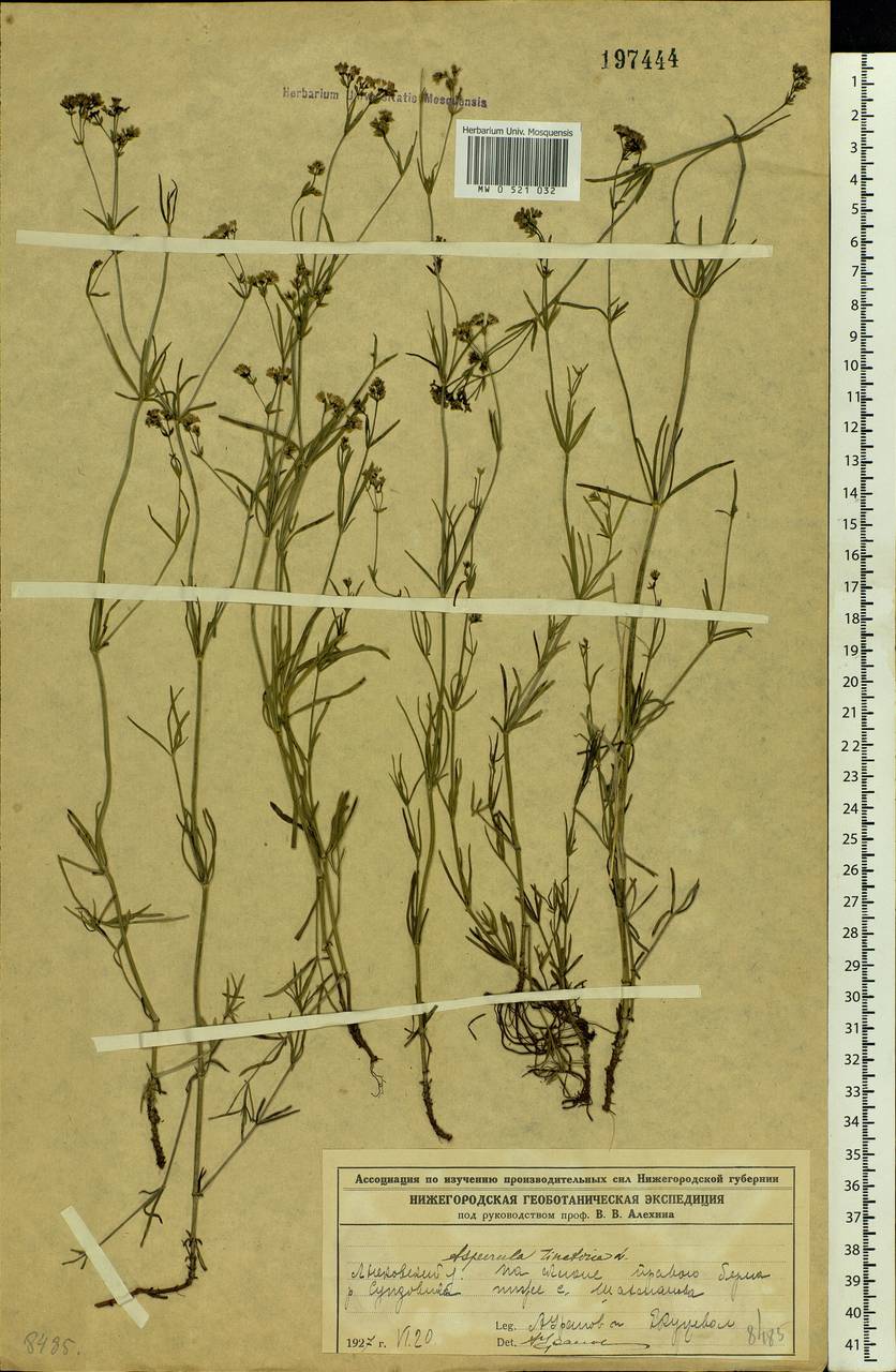 Cynanchica tinctoria (L.) Fourr., Eastern Europe, Volga-Kama region (E7) (Russia)