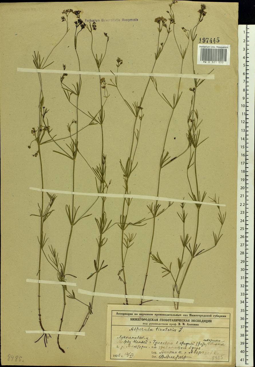 Asperula tinctoria L., Eastern Europe, Middle Volga region (E8) (Russia)