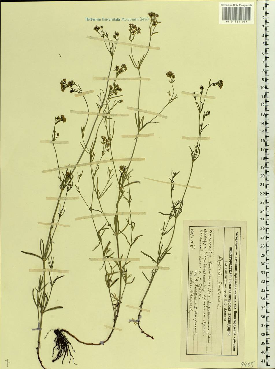 Asperula tinctoria L., Eastern Europe, Volga-Kama region (E7) (Russia)