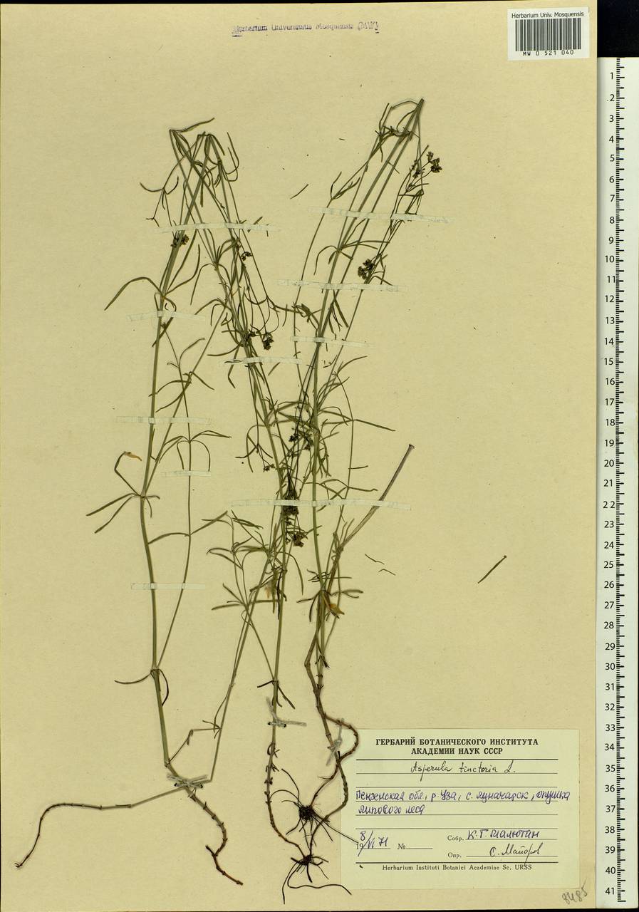 Cynanchica tinctoria (L.) Fourr., Eastern Europe, Middle Volga region (E8) (Russia)