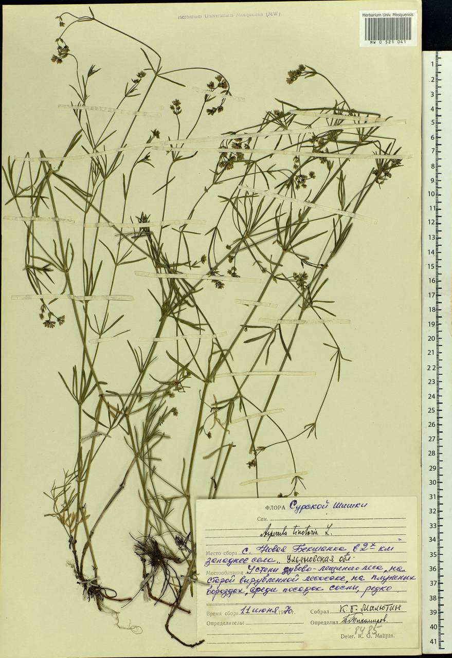 Cynanchica tinctoria (L.) Fourr., Eastern Europe, Middle Volga region (E8) (Russia)