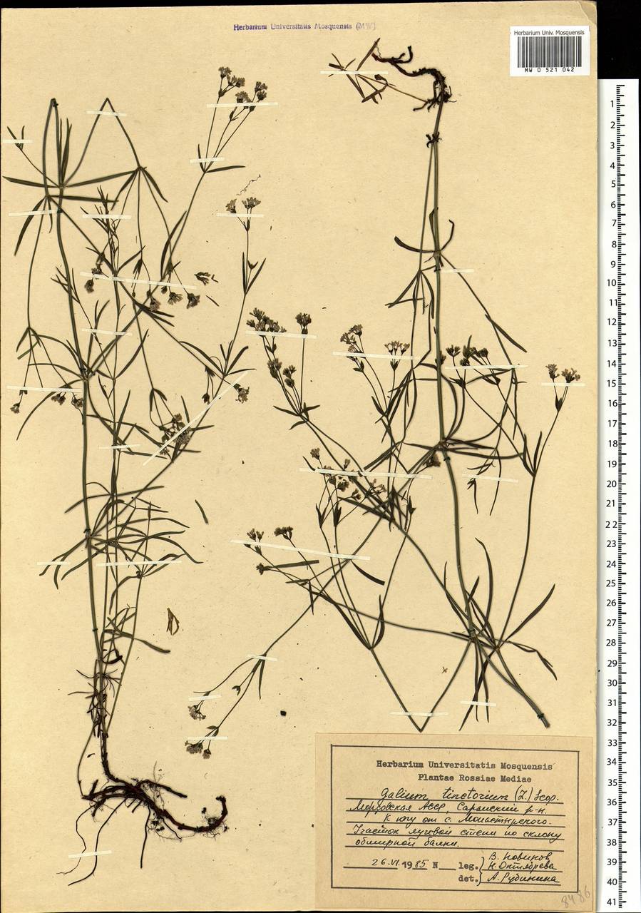 Asperula tinctoria L., Eastern Europe, Middle Volga region (E8) (Russia)