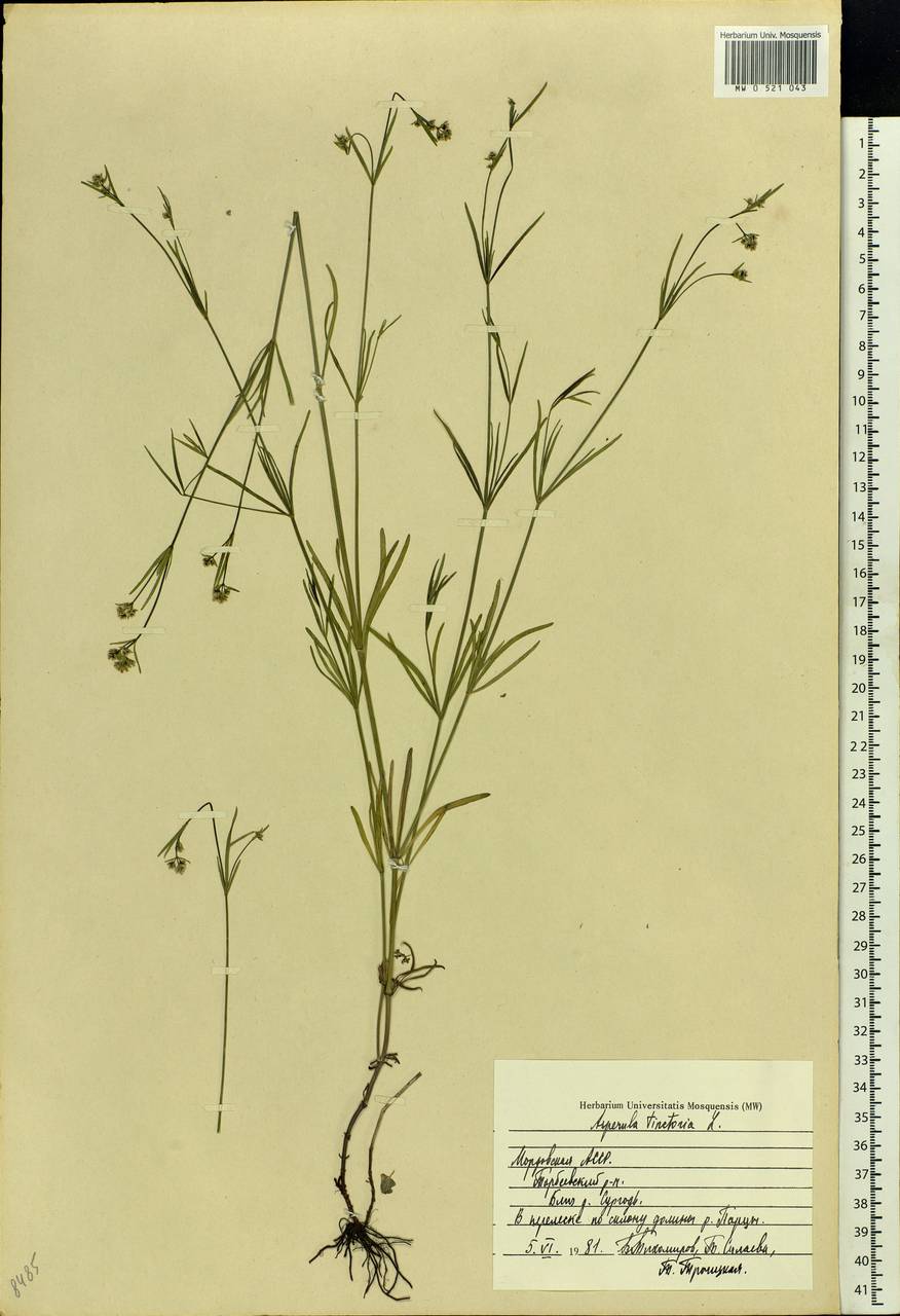 Asperula tinctoria L., Eastern Europe, Middle Volga region (E8) (Russia)