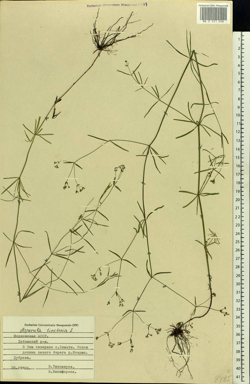 Asperula tinctoria L., Eastern Europe, Middle Volga region (E8) (Russia)