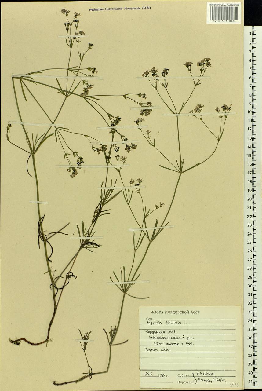 Asperula tinctoria L., Eastern Europe, Middle Volga region (E8) (Russia)