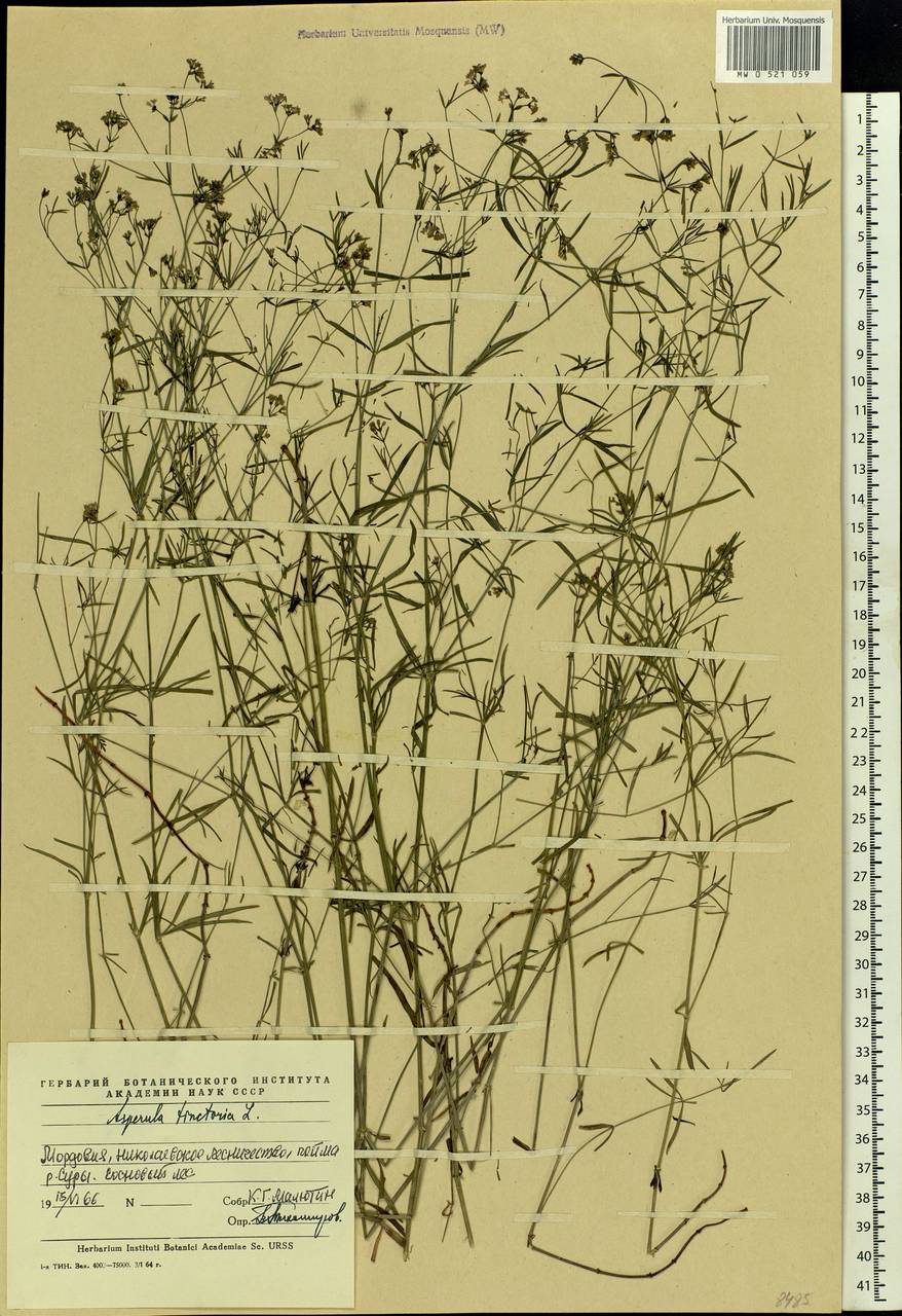 Cynanchica tinctoria (L.) Fourr., Eastern Europe, Middle Volga region (E8) (Russia)