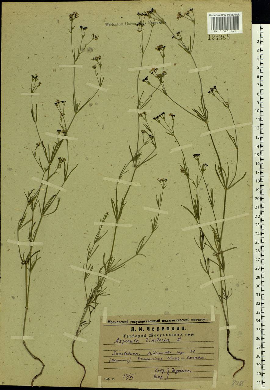 Asperula tinctoria L., Eastern Europe, Middle Volga region (E8) (Russia)