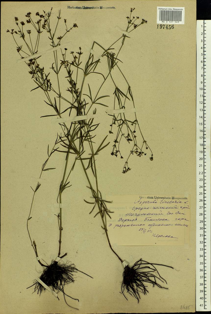 Cynanchica tinctoria (L.) Fourr., Eastern Europe, Middle Volga region (E8) (Russia)