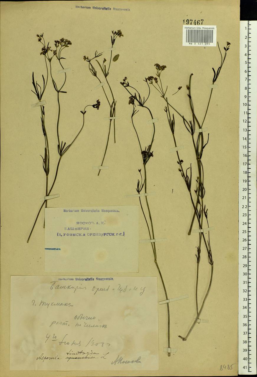 Asperula tinctoria L., Eastern Europe, Eastern region (E10) (Russia)