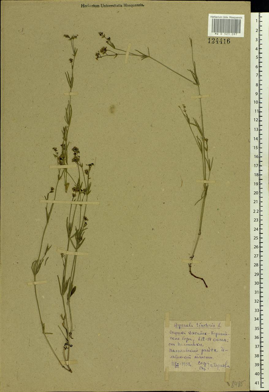 Asperula tinctoria L., Eastern Europe, Eastern region (E10) (Russia)