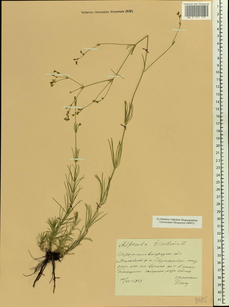 Asperula tinctoria L., Eastern Europe, North Ukrainian region (E11) (Ukraine)