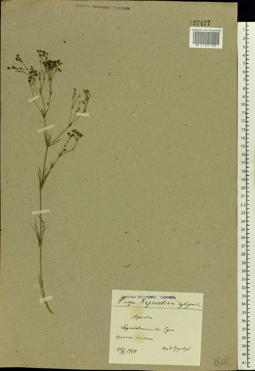 Asperula tinctoria L., Eastern Europe, North Ukrainian region (E11) (Ukraine)