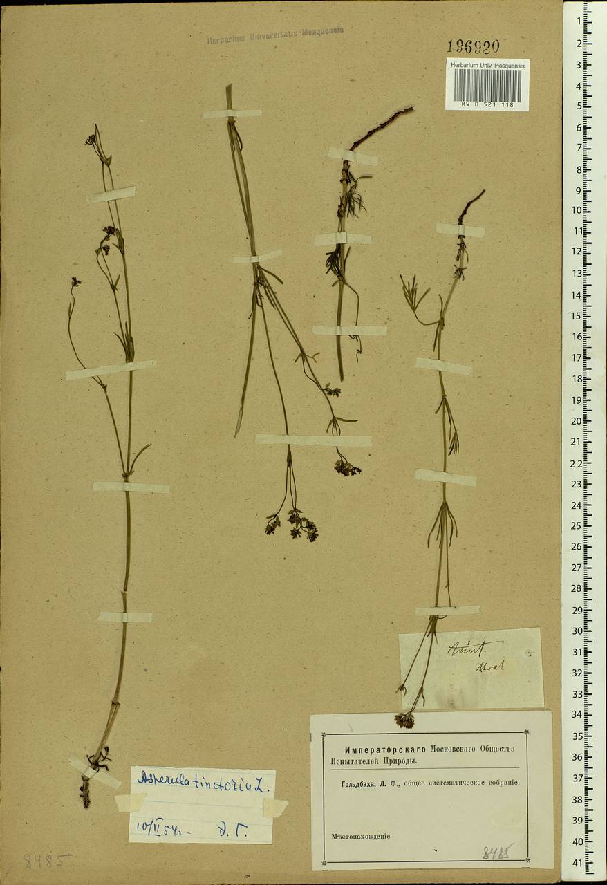 Cynanchica tinctoria (L.) Fourr., Eastern Europe, Eastern region (E10) (Russia)