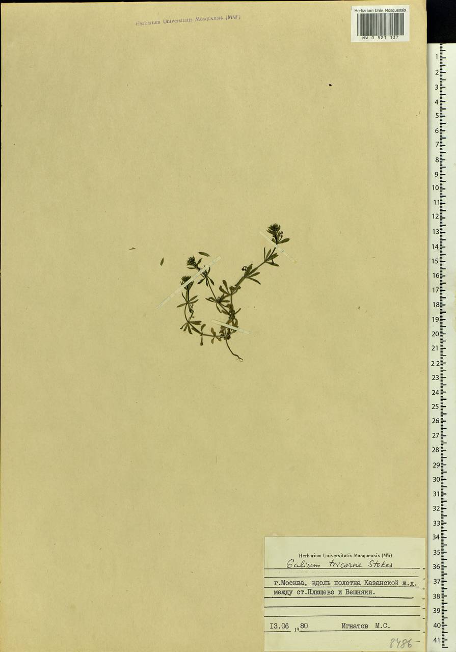 Galium tricornutum Dandy, Eastern Europe, Moscow region (E4a) (Russia)