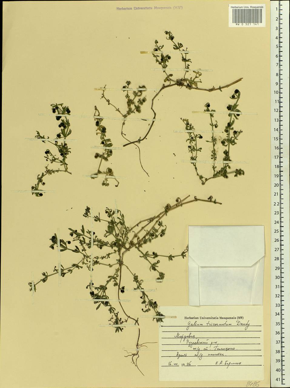 Galium tricornutum Dandy, Eastern Europe, Middle Volga region (E8) (Russia)