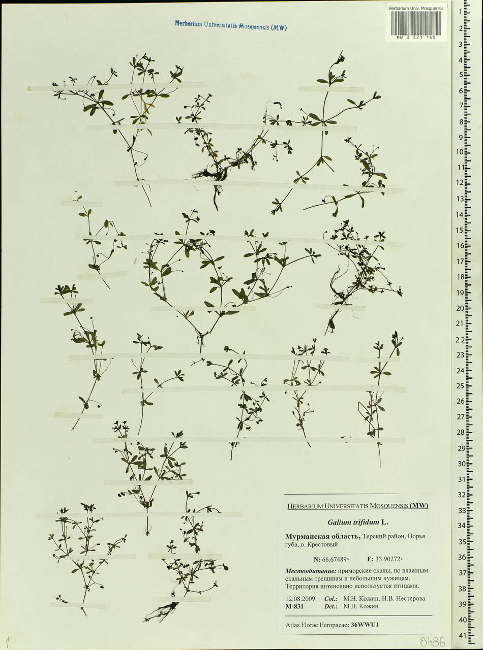 Galium trifidum L., Eastern Europe, Northern region (E1) (Russia)