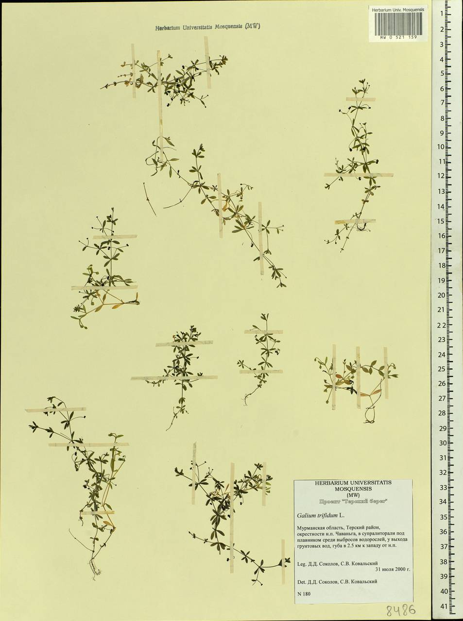 Galium trifidum L., Eastern Europe, Northern region (E1) (Russia)