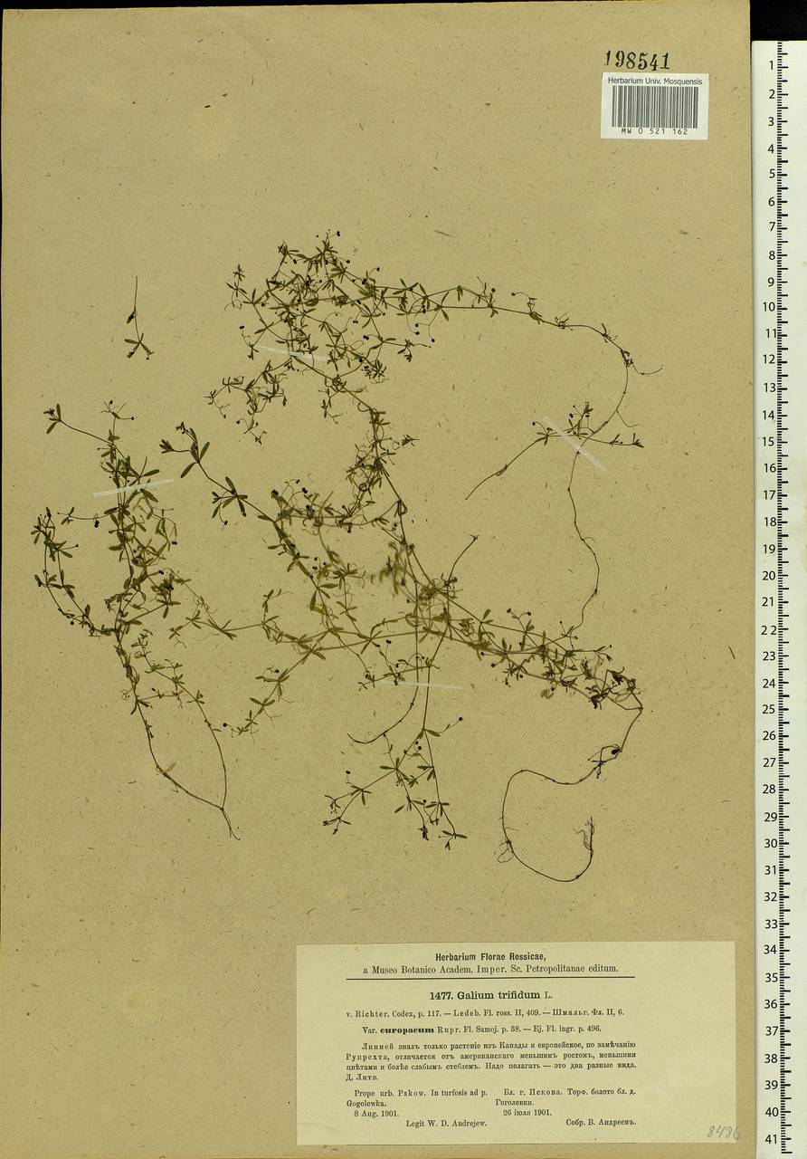 Galium trifidum L., Eastern Europe, North-Western region (E2) (Russia)