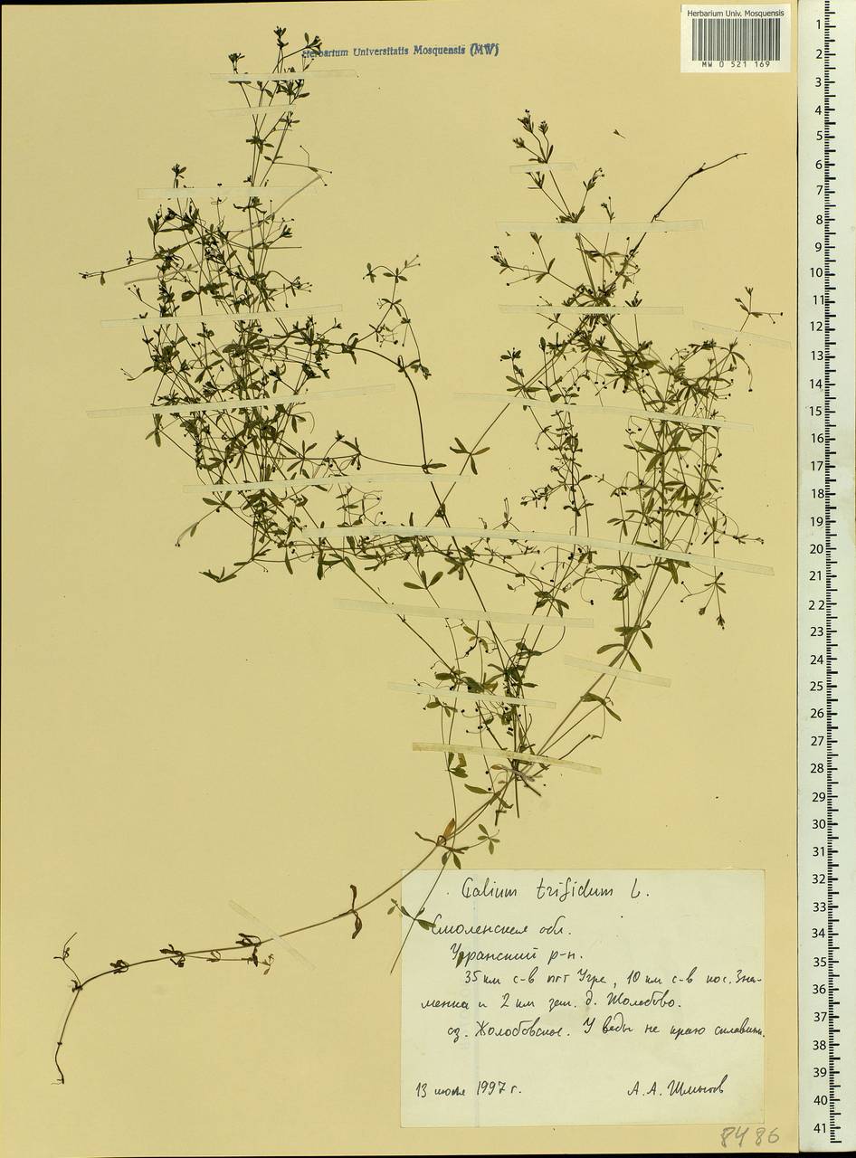 Galium trifidum L., Eastern Europe, Western region (E3) (Russia)