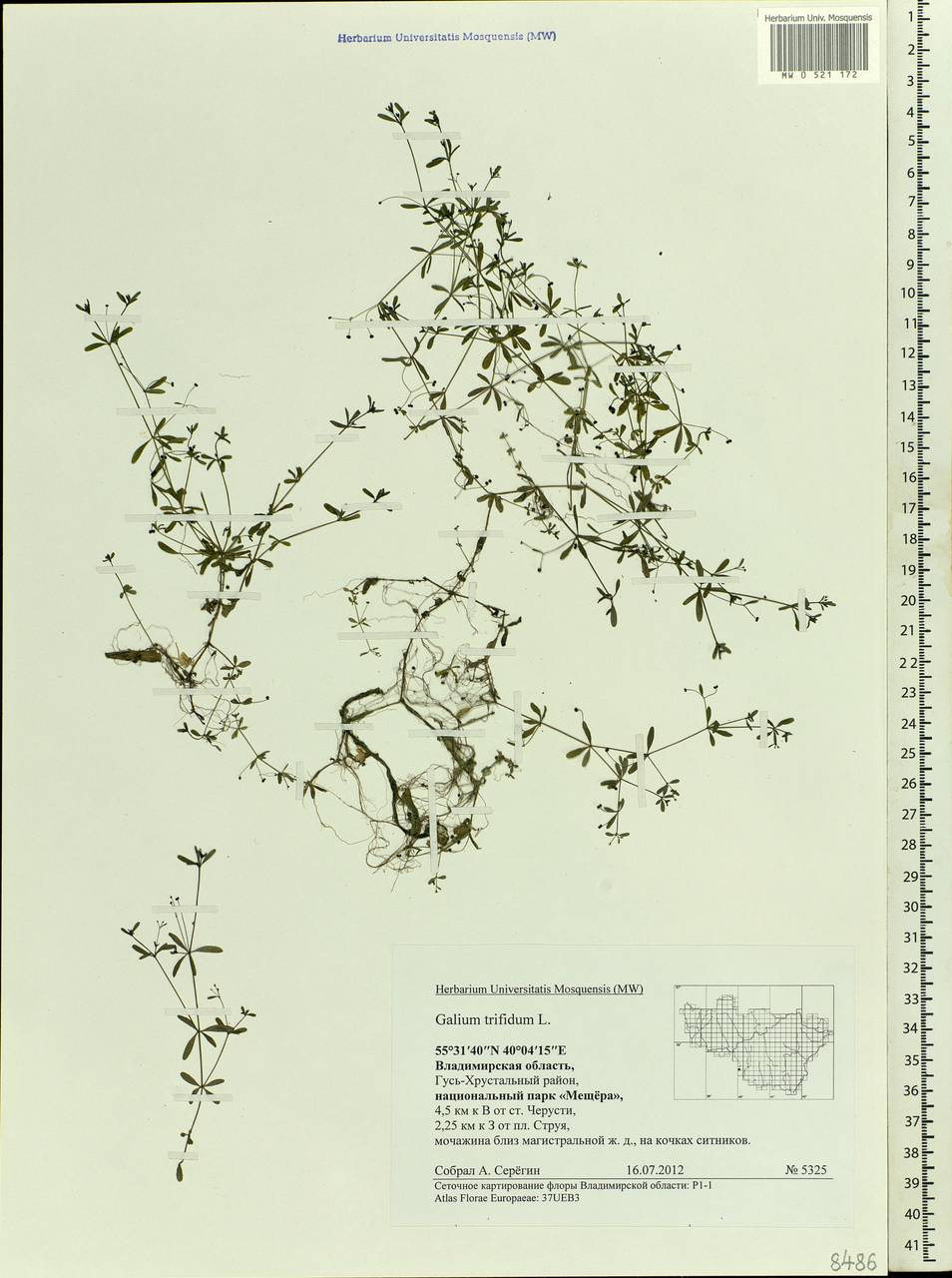 Galium trifidum L., Eastern Europe, Central region (E4) (Russia)