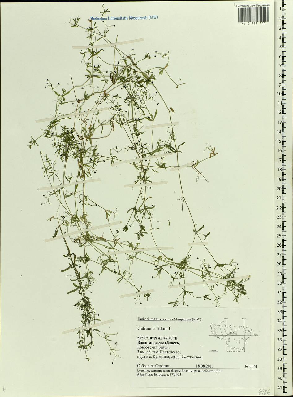 Galium trifidum L., Eastern Europe, Central region (E4) (Russia)